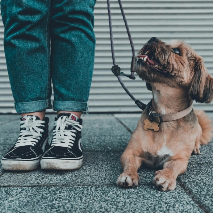 brown short coated dog wearing blue denim jeans and black and white converse all star high